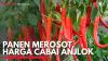 Panen Merosot, Harga Cabai Anjlok. (Sumber : IDX Channel)