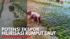 Potensi Ekspor Hilirisasi Rumput Laut. (Sumber : IDX Channel)