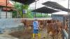 RPH Kota Semarang akan Sembelih 65 Sapi dan 31 Kambing di Hari Pertama Idul Adha 2024. (Foto Eka Setiawan/MPI)