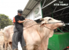 Estimasi Harga Sapi Kurban 1 Ton Atta Halilintar, Bisa Tembus Ratusan Juta Rupiah? (Foto: YouTube/Atta Halilintar)