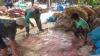 Berkah Idul Adha, Pengepul Kulit Hewan Kurban di Bojonegoro Kebanjiran Penjual (FOTO:Dok Ist)