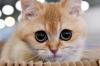 Intip Harga Vaksin Kucing dan Urutan Pemberiannya, Cat Lovers Wajib Tahu. (Foto: MNC Media)