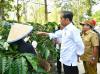 Jokowi Minta Produksi Kopi Ditingkatkan Jadi 9 Ton per Hektare. (Foto Setpres)