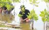 Selamatkan Lahan Kritis, BBRI Tebar Ribuan Bibit Mangrove di Muaragembong Bekasi. (Foto: Ist)
