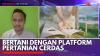 Bertani dengan Platform Pertanian Cerdas. (Sumber : IDX Channel)