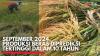 September 2024, Produksi Beras Diprediksi Tertinggi Dalam 10 Tahun. (Sumber : IDX Channel)