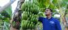 Kisah Sukses Petani Pisang, Tanam Cavendish Bisa Omzet Rp100 Juta per Bulan. (Foto: Pemkab Pasuruan)