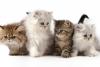 Intip Kisaran Harga Kucing Kaki Pendek yang Sedang Banyak Dicari Cat Lovers 2024. (Foto: MNC Media)