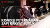 Kondisi Peternakan Sapi Rakyat Buruk,(Sumber: IDX CHANNEL)