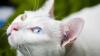 Harga Kucing Khao Manee: Ratusan Juta, Ras Langka dengan Mata Indah. (Foto: Purina)