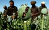 Para petani Afghanistan sedang memanen getah dari tanaman opium sebelum dilarang Taliban beberapa tahun lalu. (Foto: Instagram/BNN Kalbar/Arsip)