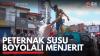 Peternak Susu Boyolali Menjerit. (Sumber : IDX Channel)