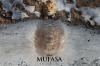 Ini Tempat Nonton Resmi Film Mufasa The Lion King, Hindari Streaming di LK21, XX1, dan IDLIX Ilegal. .(Foto: MNC Media)