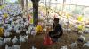 Harga Ayam Hidup Turun di Kisaran Rp13.200-14.400 per Kilogram (FOTO:iNews Media Group)