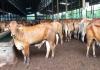 Estika Tata Tiara (BEEF) Siap Datangkan Sapi Impor dari Brasil (FOTO:Dok BEEF)