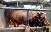 Ini Penampakan Sapi Prabowo Berbobot 1,3 Ton untuk Kurban Iduladha (FOTO:Dok Agi I)