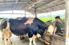 Penampakan sapi kurban Presiden Prabowo Subianto yang dibeli dari peternak di Bangkalan, Madura. (Foto: Diwan MZ)