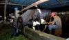 Raih Pembiayaan BRI (BBRI), Klaster Susu di Ponorogo Tingkatkan Kapasitas Produksi (FOTO:Dok BRI)