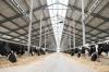 Estika Tata Tiara (BEEF) Bakal Kedatangan 250 Ekor Sapi pada Oktober 2025 (FOTO:Dok BEEF)