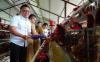 Pemerintah tengah menyiapkan strategi demi menstabilkan harga jagung untuk pakan ternak. (Foto: Dok. Bapanas)
