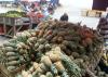 Manfaatkan KUR BRI (BBRI), Pedagang Nanas Ini Sukses Kembangkan Produk Olahan (FOTO:Dok BRI)
