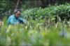 Blibli Sukses Kelola Limbah hingga Donasi Lebih dari 100 Ribu Mangrove. (Foto: Doc. Blibli)