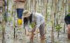 PT Indonesia Morowali Industrial Park (IMIP) terus berkomitmen menjaga keseimbangan ekosistem melalui program penanaman mangrove. (Foto: Ist)