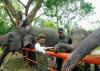Kemenhut Cek Progres Penyambungan Koridor Gajah di Sebanga dan Riau, Ini Hasilnya. (Foto: Kemenhut)