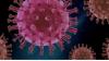 Ada Kasus Positif di Indonesia, Ahli Epidemiologi UI Sebut Virus Hanta Bukan Hal Baru. (Foto: Istimewa)