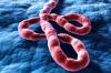 Belum Ada Kasus Ebola di Indonesia, Kemenkes Tetap Tingkatkan Pengawasan dan Skrining. (Foto: NFID)