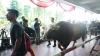 Daging Kurban di Istiqlal Dikemas dalam 10.728 Bungkus, Masing-Masing 1 Kg (FOTO:Dok Kemenag)