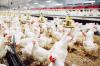 Emiten Poultry CPIN-JPFA Cs Diproyeksi Bangkit di Semester II-2026. (Foto: Magnific)