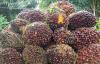 El Niño Mengintai, Simak Prospek Sederet Saham Sawit (CPO). (Foto: Magnific)