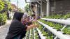 PNM Sulap Lorong Kota Menjadi Sumber Pangan Lewat Program Agro Urban Madani. (Foto: Doc PNM)