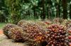 UU Reforma Agraria Bayangi Sektor Perkebunan, Sederet Saham Ini Jadi Sorotan. (Foto: Astra Agro)