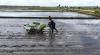 Produksi Padi Nasional Tetap Berlimpah hingga Capai 43,89 Juta Ton Meski Ada El Nino. (Foto Istimewa)