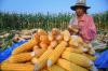 Jaga Stabilitas Harga, 300 Ribu Ton Jagung Petani Bakal Diserap Bulog. (Foto Istimewa)