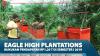 Eagle High Plantations Bukukan Pendapatan Rp1,20 T Di Semester I 2019