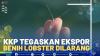 KKP Tegaskan Ekspor Benih Lobster Dilarang