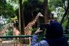 Libur Lebaran, 2.460 Pengunjung Datangi Taman Margasatwa Ragunan