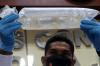 Polisi Tangkap Penyelundup Bibit Lobster Senilai Rp87,5 Miliar. (Foto: MNC Media)