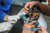 Dinas KPKP DKI Jakarta Gelar Vaksinasi Rabies di Jakarta Utara