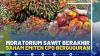 Moratorium Sawit Berakhir, Saham Emiten CPO Berguguran