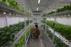 Bercocok Tanam Tanpa Tanah dengan Teknik Hidroponik Didalam Container Farming