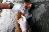 Vaksinasi Rabies untuk Hewan Peliharaan di Jakarta