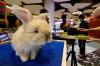 Melihat Pameran Exotic Pet Expo di Senayan Park