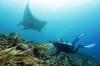 Sensus Populasi Pari Manta di Manta Ridge Raja Ampat