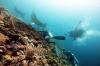 Menjaga Populasi Pari Manta Raja Ampat