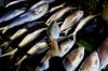 Berburu Ikan Bandeng untuk Dijadikan Makanan Khas di Hari Raya Imlek
