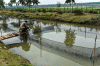 Petani Kembangkan Mina Padi di Lahan Gambut Secara Lestari